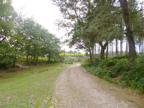 Photo 6"x4" Hale Purlieu, bridleway Bohemia\/SU2019 c2014