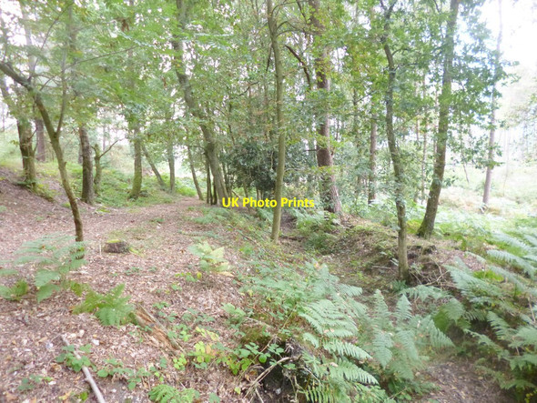 Photo 6"x4" Millersford Plantation, embankment and ditch Bohemia\/SU2019 c2014