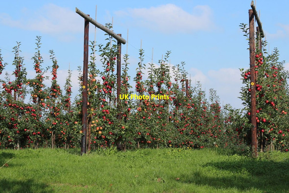Photo 6"x4" Orchard by Stocks Farm Suckley c2014