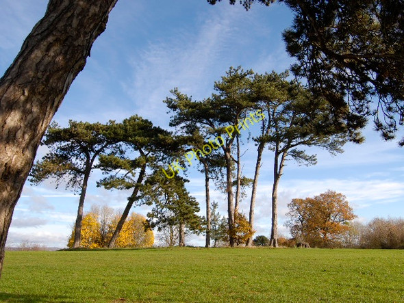 Photo 6"x4" Trees in Fairwater Park Fairwater\/ST1377 c2008