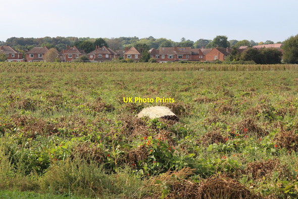Photo 6"x4" Crop field at Rushwick Upper Wick\/SO8253 c2014