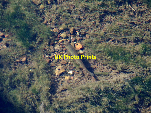 Photo 6"x4" A young trout in the Lady Burn Greenock\/NS2776 c2014