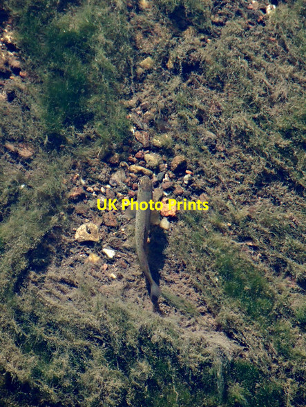 Photo 6"x4" A young trout in the Lady Burn Greenock\/NS2776 c2014