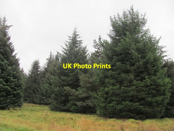 Photo 6"x4" Conifer plantation, Tomatin Tomatin c2014