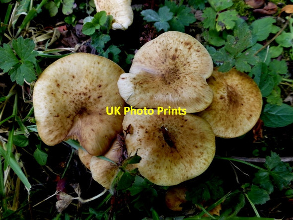 Photo 6"x4" Fungi, T& F Hospital grounds (2) Omagh c2014