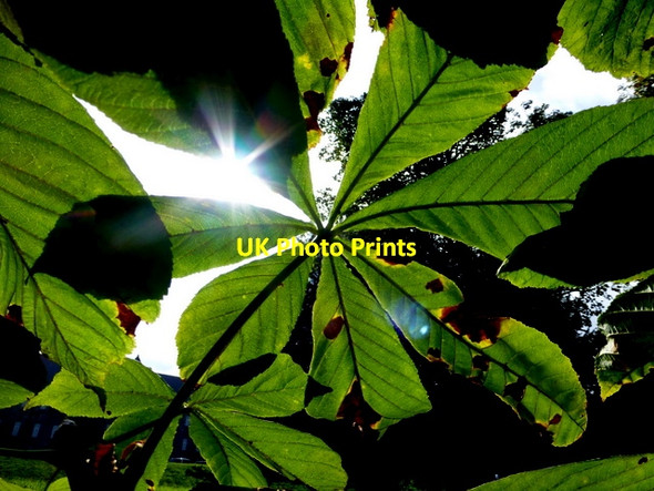 Photo 6"x4" Back-lit leaves, T & F Hospital grounds (2) Omagh c2014