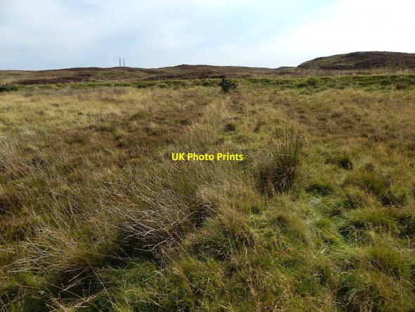 Photo 6"x4" Remains of a field boundary Branchton c2014 P1