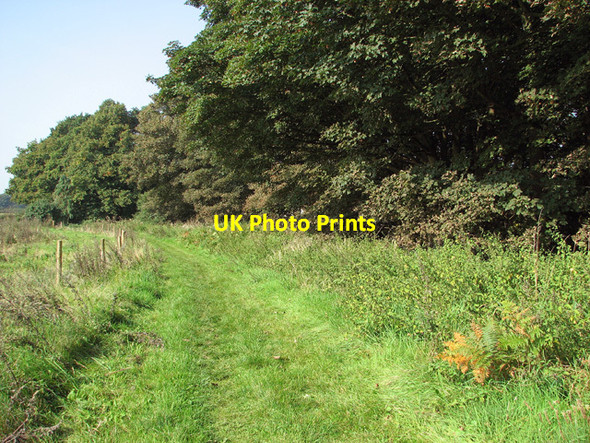 Photo 6"x4" Footpath past Hagg Wood Salhouse c2014 P1