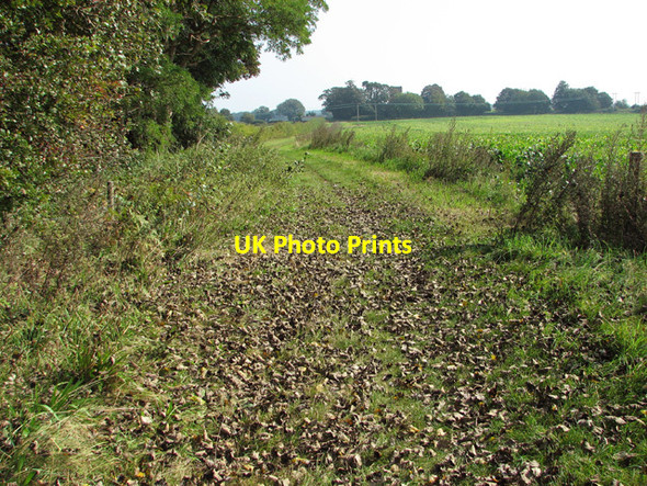 Photo 6"x4" Leaves on the footpath Salhouse c2014
