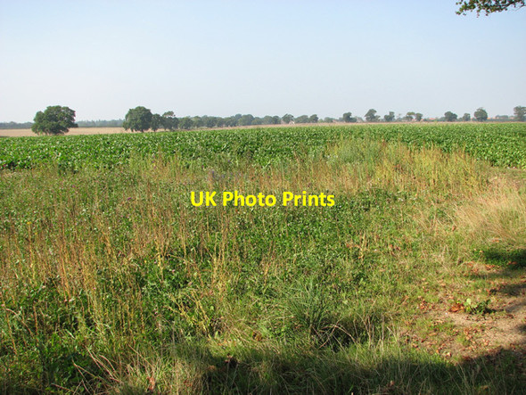 Photo 6"x4" Crop fields south of Long Lane Cangate c2014