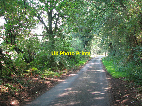 Photo 6"x4" Long Lane past Long Covert Cangate c2014