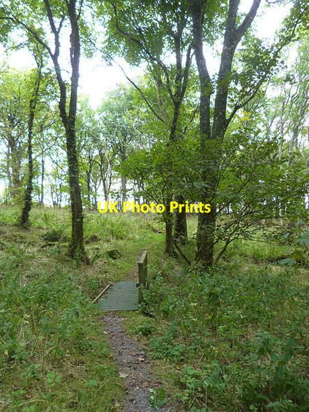 Photo 6"x4" Woodland Trail, Gruinart RSPB Reserve Kilnave c2014
