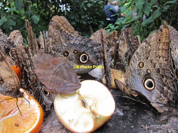 Photo 6"x4" Stratford-Upon-Avon Butterfly Farm Stratford-upon-Avon c2014 P1