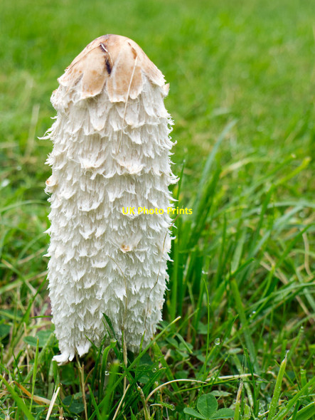 Photo 6"x4" An evolving shaggy ink-cap, Coprinus comatus; 1150am 18 September 2014 Munlochy c2014