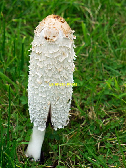 Photo 6"x4" An evolving shaggy ink-cap, Coprinus comatus, 5:07 pm, 18 September 2014 Munlochy c2014