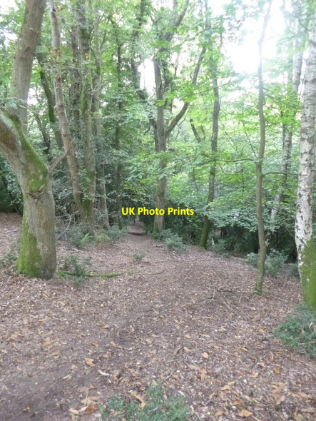 Photo 6"x4" Woodgreen, Castle Hill Fordingbridge c2014