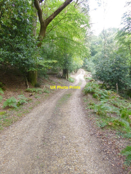 Photo 6"x4" Godshill Wood, forestry road Fordingbridge c2014