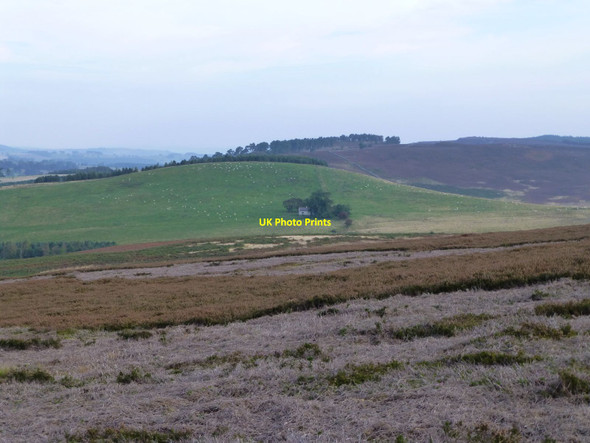 Photo 6"x4" Mowed heather on Cartington Hill Cartington c2014