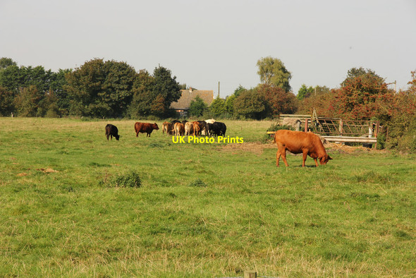 Photo 6"x4" Theddlethorpe cattle Theddlethorpe St Helen c2014
