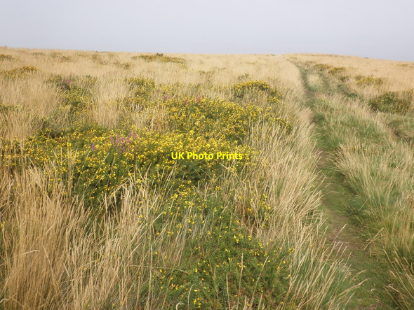 Photo 6"x4" Track on West Hill West Quantoxhead c2014