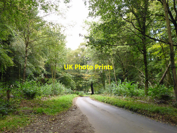 Photo 6"x4" Froyle Lane through Vinney Copse Long Sutton\/SU7347 c2014