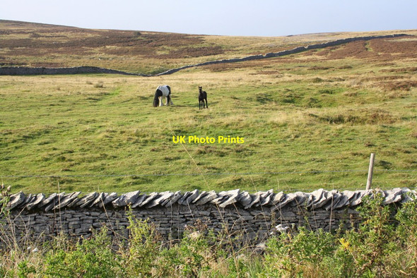 Photo 6"x4" Horses on moorland under Rasett Hill Ravenstonedale c2014