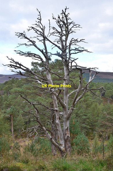 Photo 6"x4" Dead tree, Glen More Forest Reindeer Ho c2014