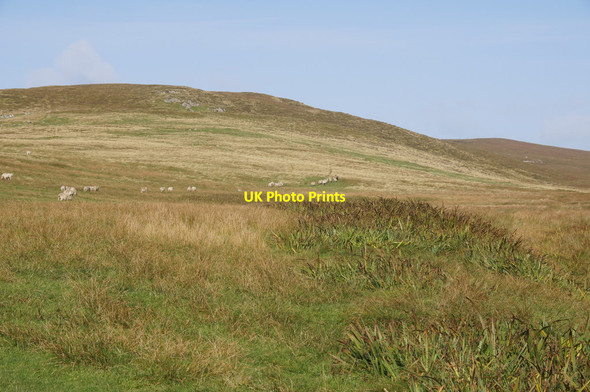 Photo 6"x4" Irises in the north arm of the Dale of Woodwick Baliasta\/HP6009 c2014