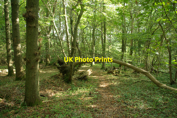 Photo 6"x4" In the woods, 2014 Ifieldwood c2014