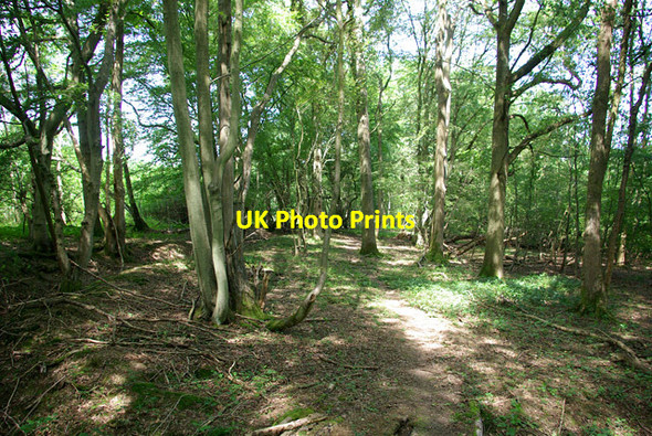 Photo 6"x4" In the woods, 2007 Ifieldwood c2007