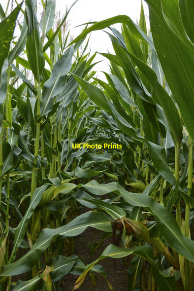 Photo 6"x4" In the middle of a field of maize Upper Welland c2014