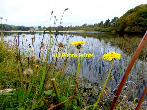 Photo 6"x4" Dandelions, Loughmacrory Milltown\/H5775 c2014