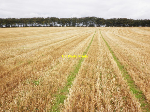 Photo 6"x4" Field of stubble, above Elworthy Ashbeer c2014