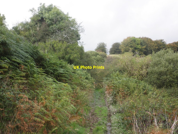 Photo 6"x4" Path to Tripp Farm Clatworthy\/ST0530 c2014