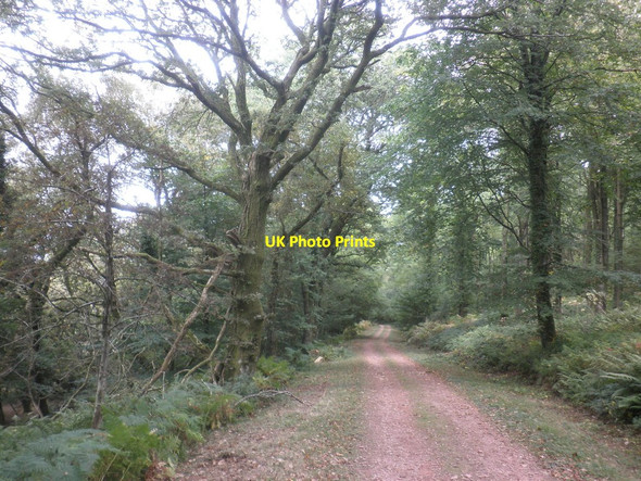 Photo 6"x4" Forest ride on North Bird's Hill Monksilver c2014