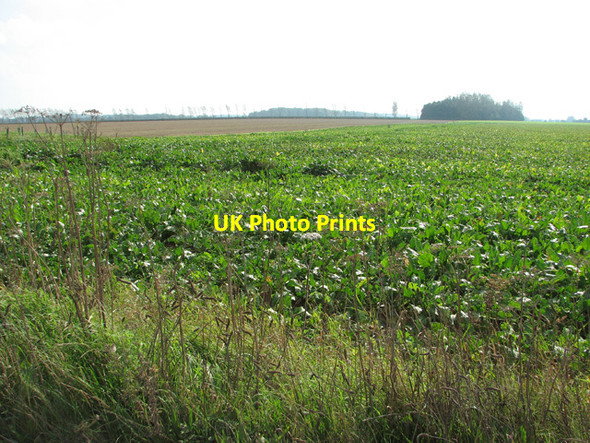 Photo 6"x4" Sugar beet crop field south of Matlaske Matlaske c2014