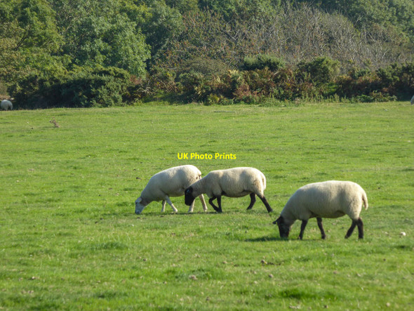 Photo 6"x4" Sheep on Farmland near Viewpoint, Peak Hill, Sidmouth, Devon Sidmouth c2014