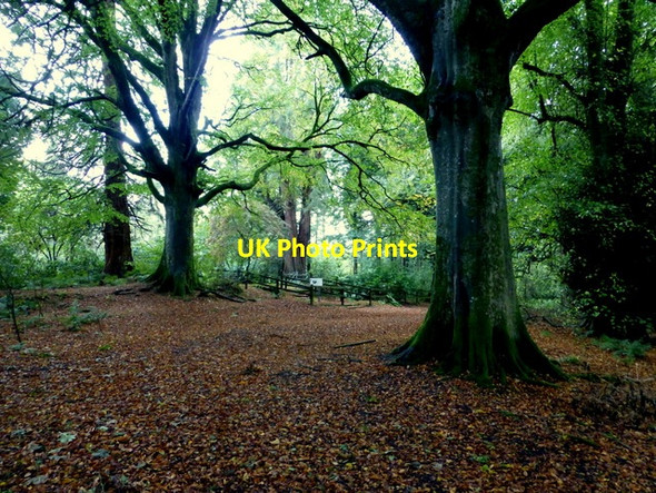 Photo 6"x4" Seskinore Forest Seskinore c2014