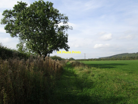 Photo 6"x4" Path from Thorns Wood Burnby c2014