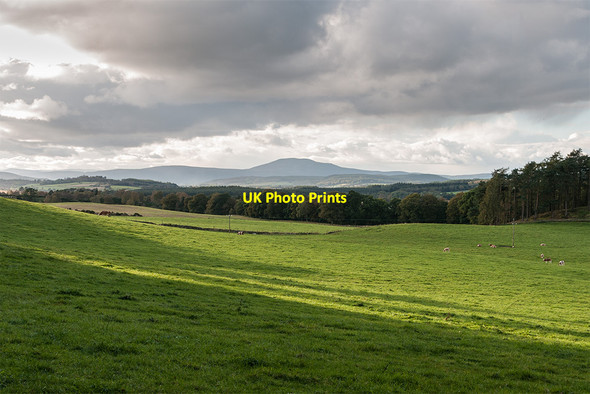 Photo 6"x4" Fields at Northbrae Marywell\/NO5896 c2014