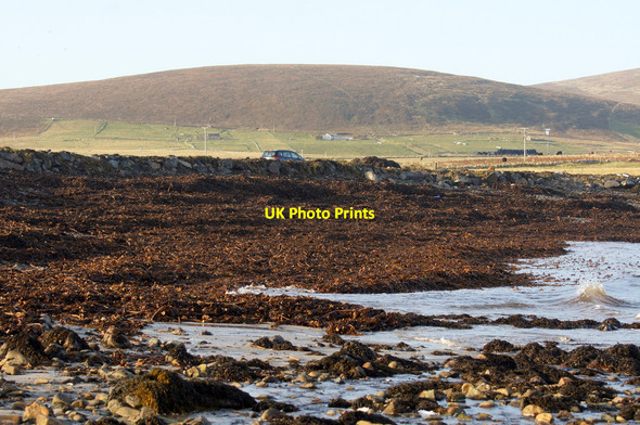Photo 6"x4" Seaweed on Whaal Ayre, Haroldswick Bothen c2014