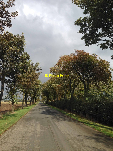 Photo 6"x4" The picturesque tree lined Sunk Island Road Ottringham c2014