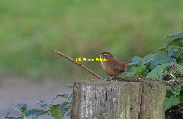 Photo 6"x4" Wren at Filey Dams Filey c2014