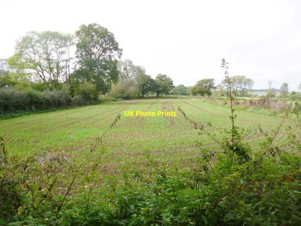 Photo 6"x4" Hale, cereal field Hale\/SU1919 c2014