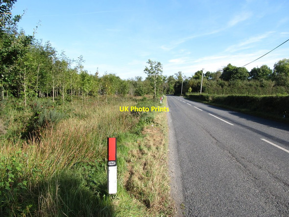 Photo 6"x4" Wooded wetland alongside Loughinisland Road Annadorn c2014
