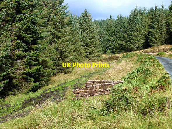 Photo 6"x4" Road through the forest near Mucklagh Bridge Askanagap c2014