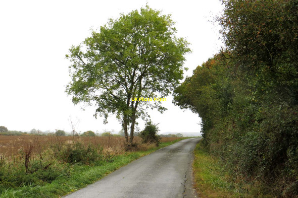 Photo 6"x4" Rural road to Hampton Gay Bletchingdon c2014