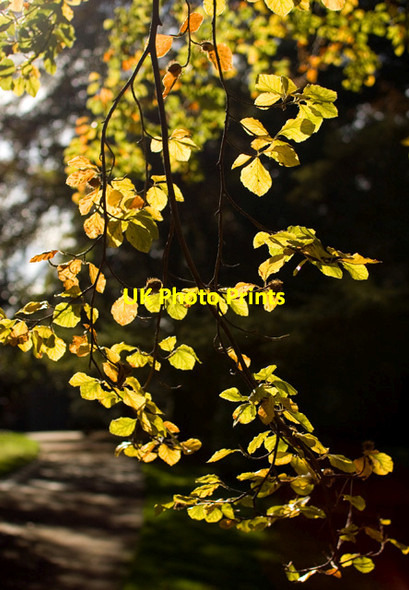 Photo 6"x4" Autumn leaves, Edinburgh Inverleith c2014