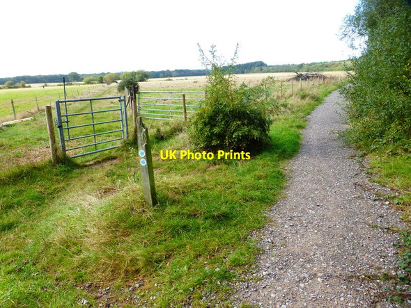 Photo 6"x4" Track in Staunton Country Park with bridleway crossing Durrants\/SU7209 c2014
