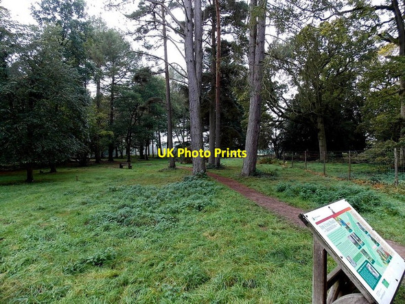 Photo 6"x4" Path through the Cyril Hart Arboretum in the Forest of Dean Cannop c2014
